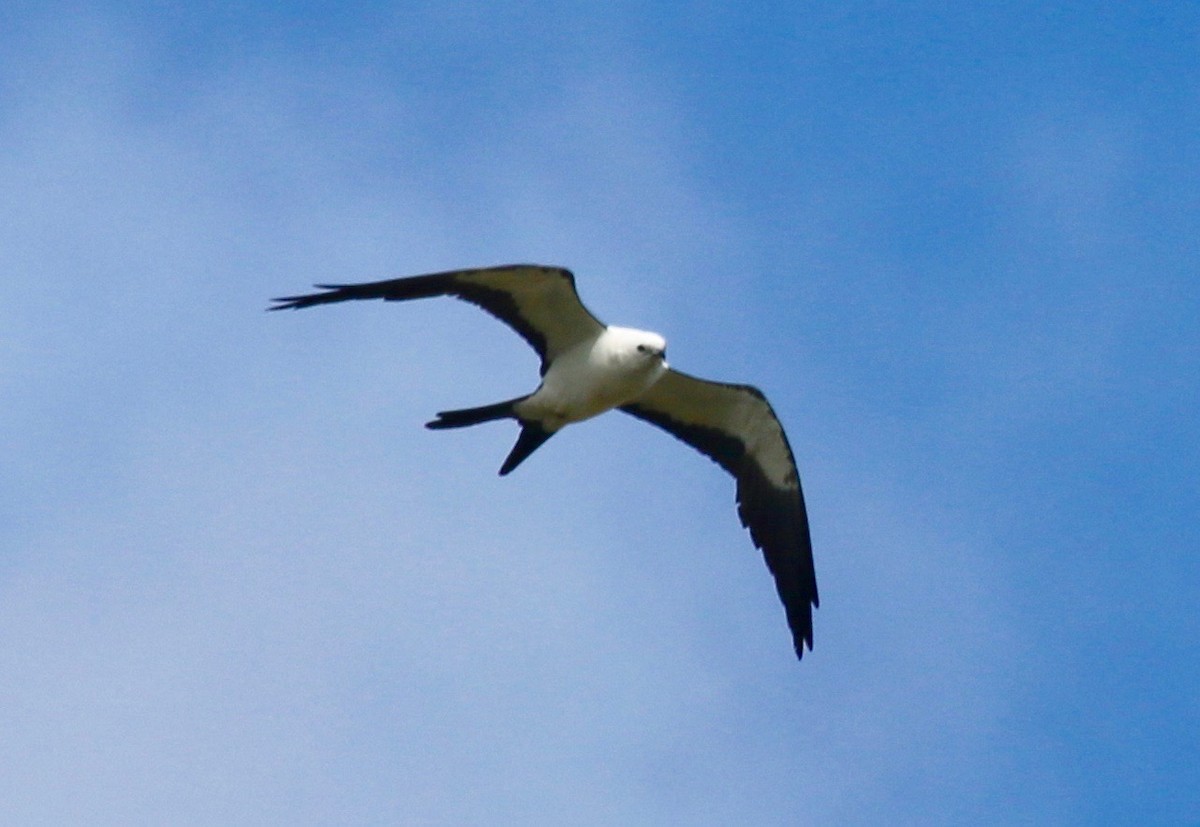 Swallow-tailed Kite - Jeffrey Cohen