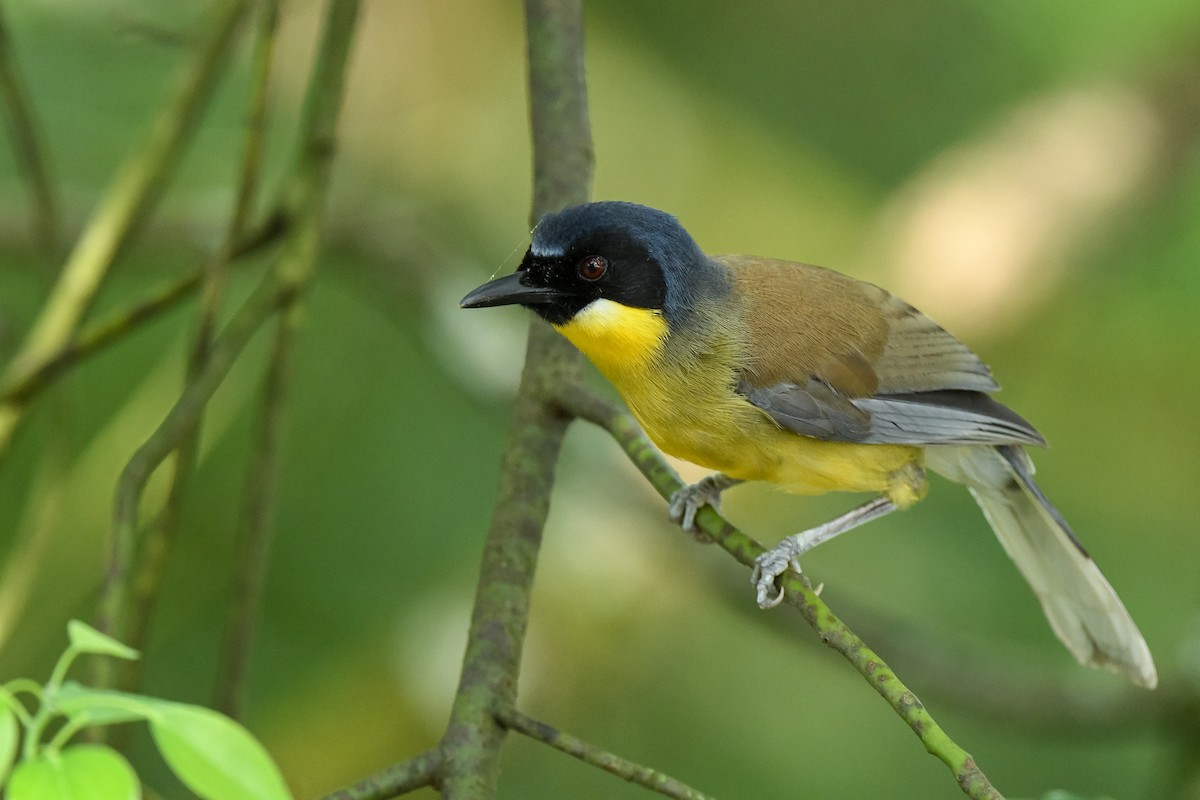 Blue-crowned Laughingthrush - ML606198291