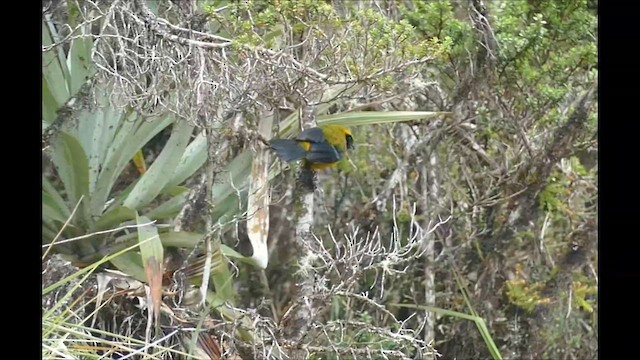Masked Mountain Tanager - ML606198541