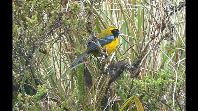 Masked Mountain Tanager - ML606198551