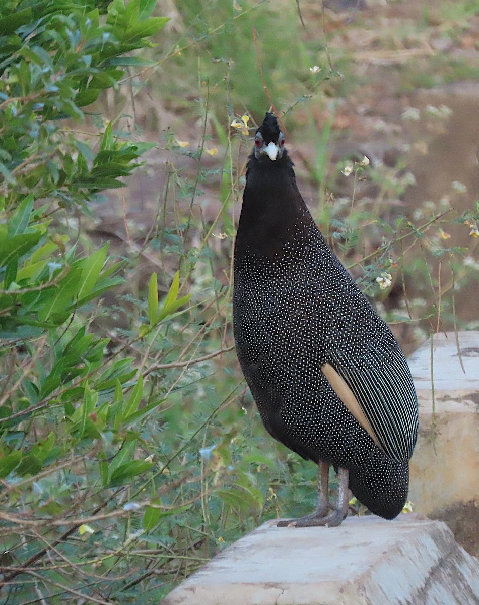 Southern Crested Guineafowl - ML606198571