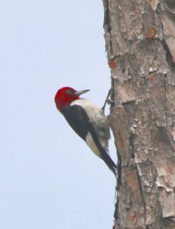 Red-headed Woodpecker - Jeffrey Cohen