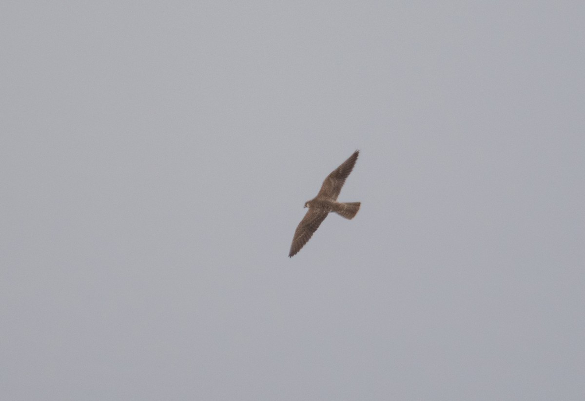 Peregrine Falcon (Barbary) - ML606199341