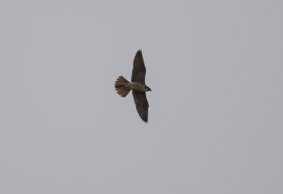Peregrine Falcon (Barbary) - ML606199351