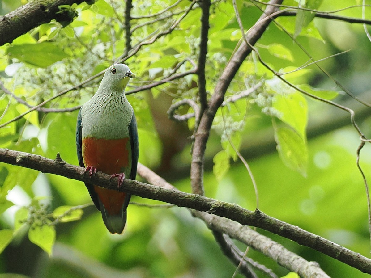 Silver-capped Fruit-Dove - ML606200141