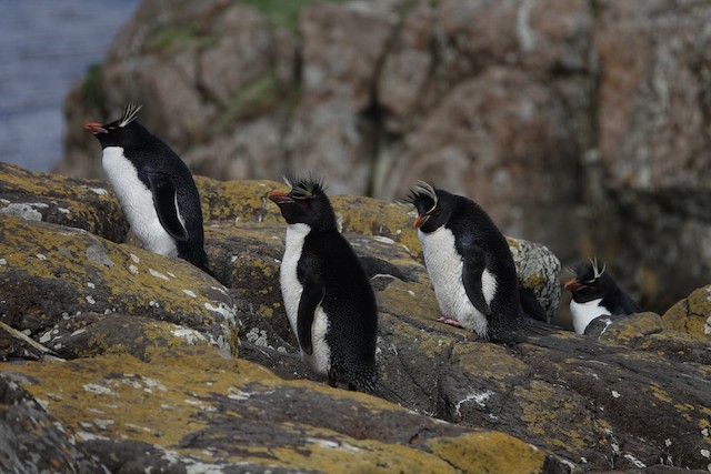Photos - Eastern Rockhopper Penguin - Eudyptes filholi - Birds of the World
