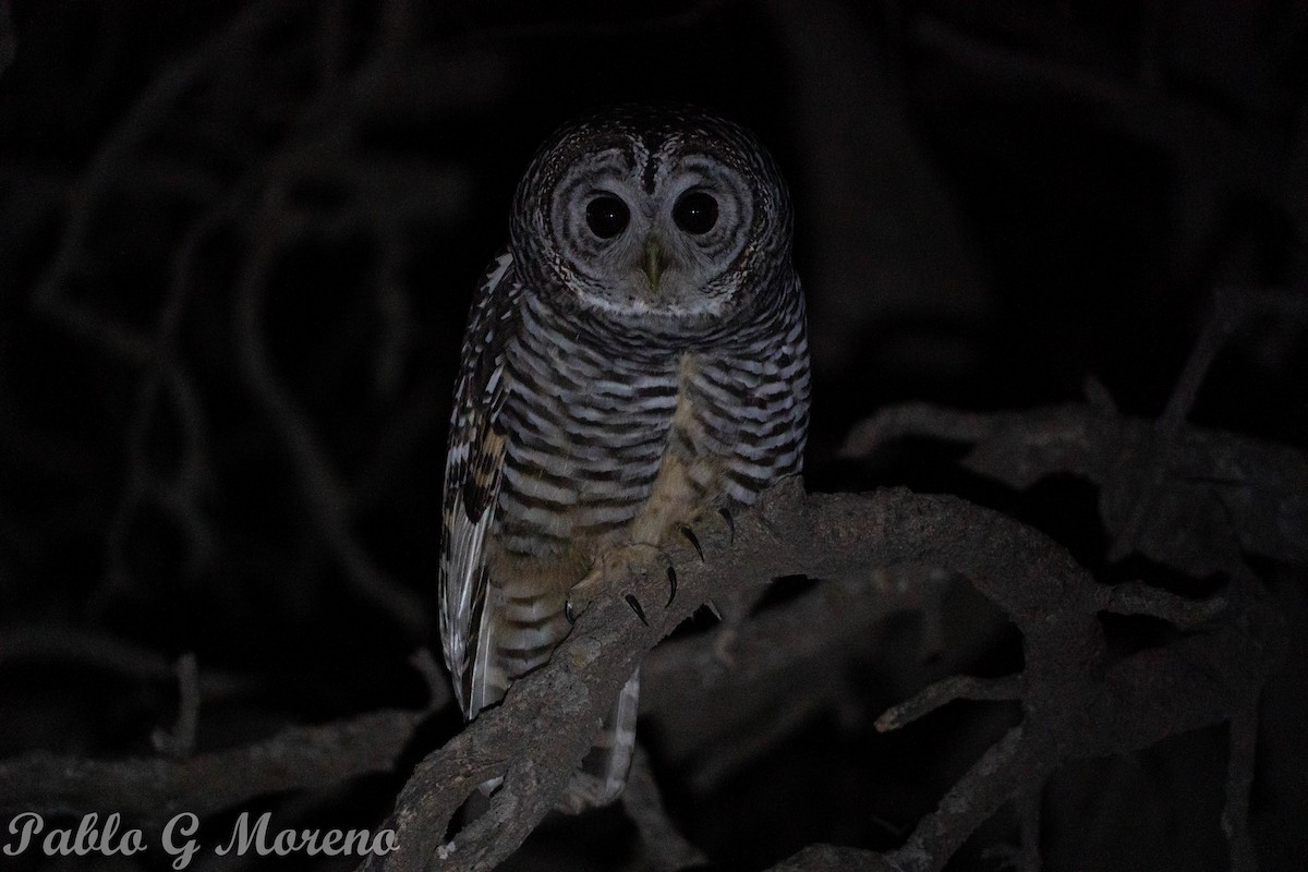 Chaco Owl - Pablo Moreno