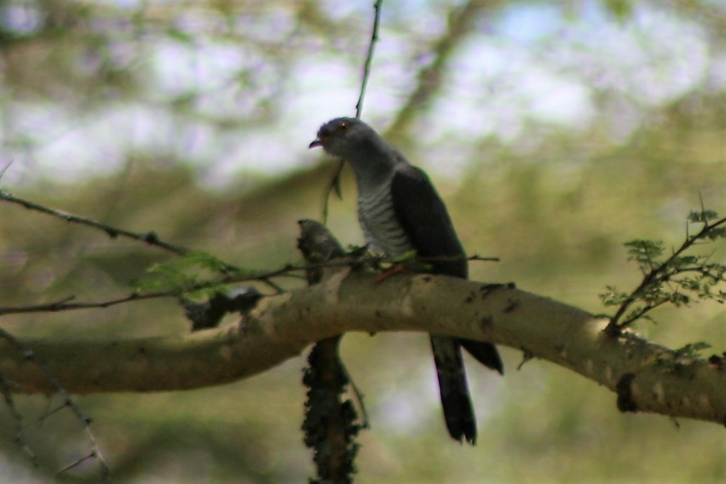 Common Cuckoo - David Orth-Moore