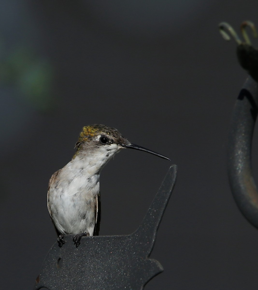 Ruby-throated Hummingbird - ML606215591