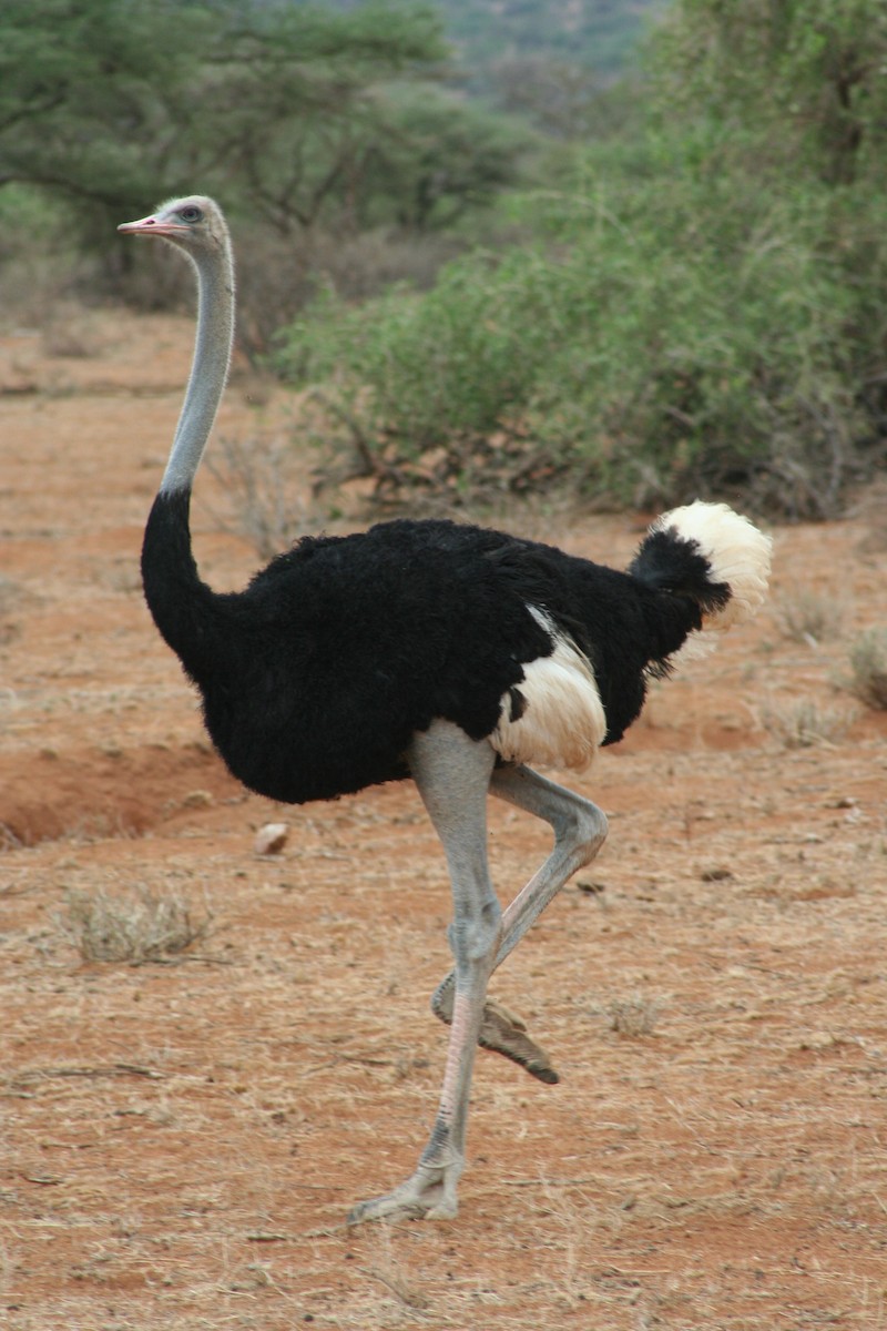 Сомалийский страус - ML60622081