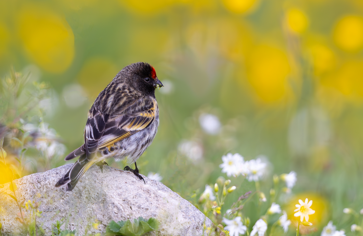 Fire-fronted Serin - ML606223071