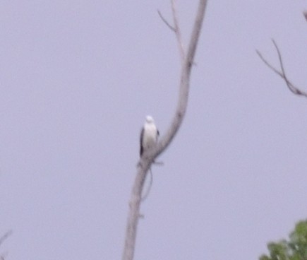 Swallow-tailed Kite - ML606226591