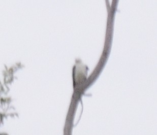 Swallow-tailed Kite - ML606226621