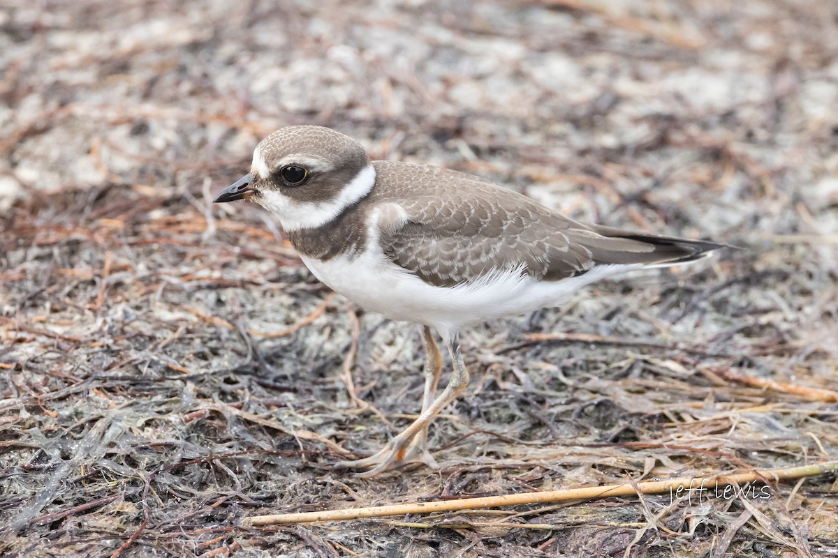 Semipalmated Plover - ML606228261