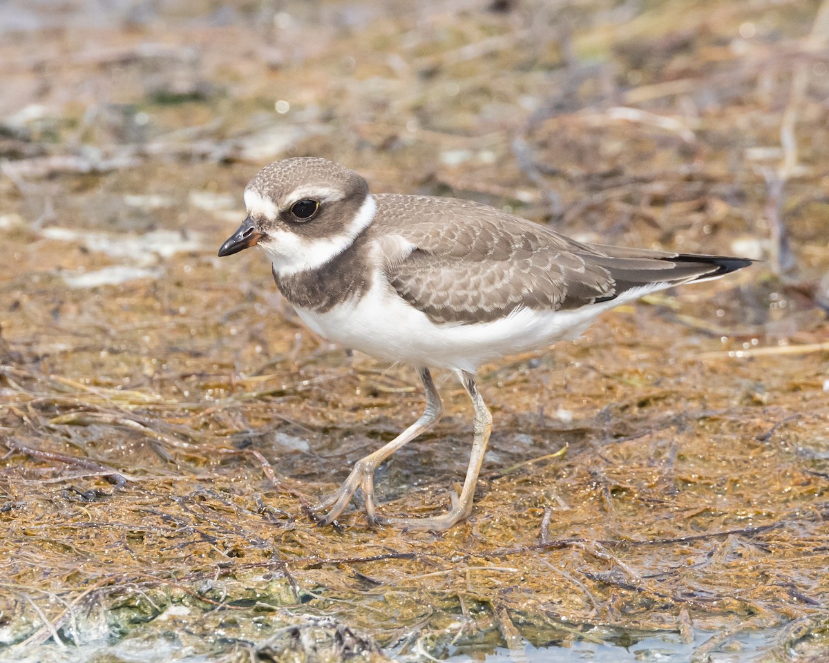 Semipalmated Plover - ML606228351