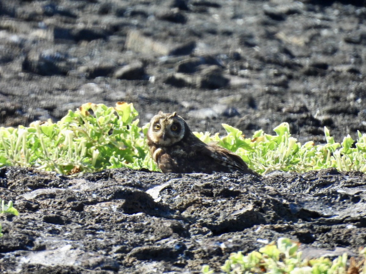 Short-eared Owl (Galapagos) - ML606231901