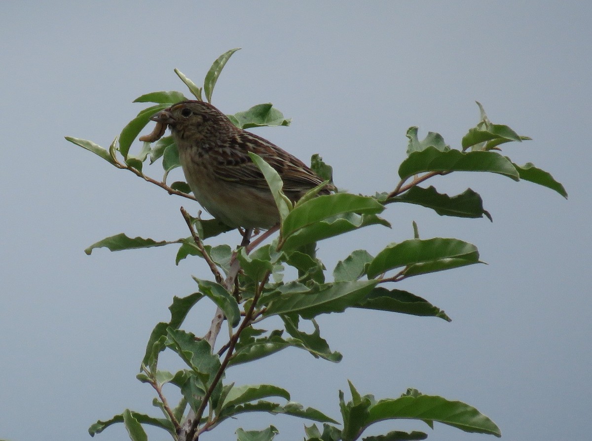 Grasshopper Sparrow - ML60623201