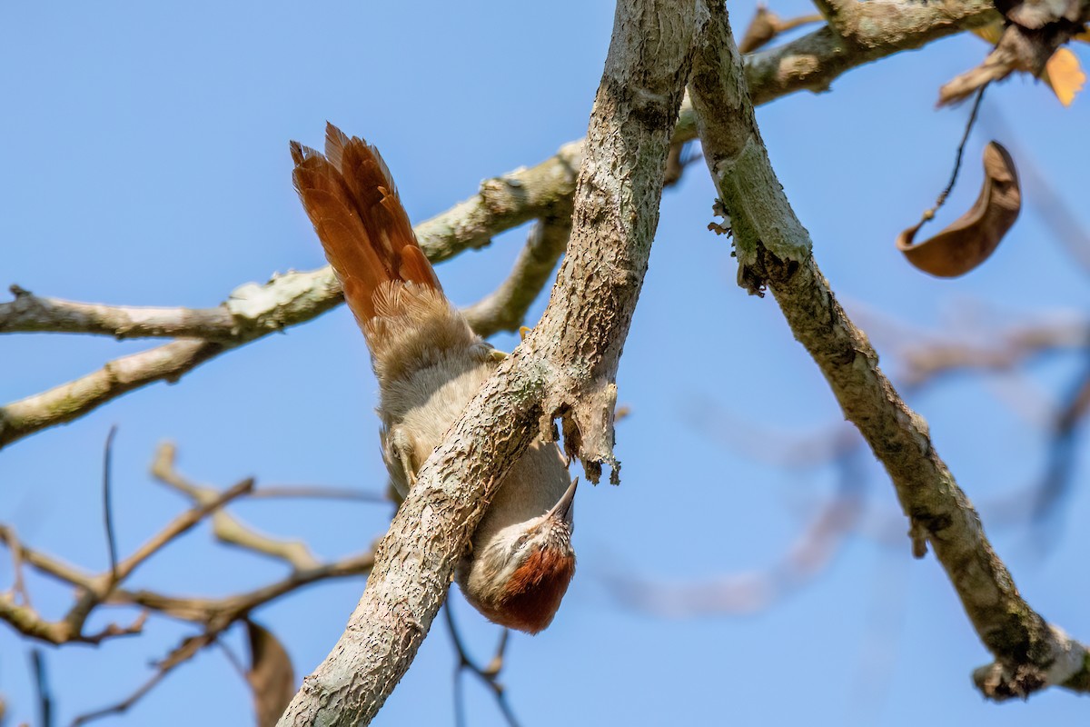 Rusty-backed Spinetail - Marcos Eugênio Birding Guide