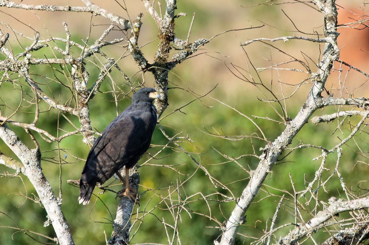 Great Black Hawk - Marcos Eugênio Birding Guide