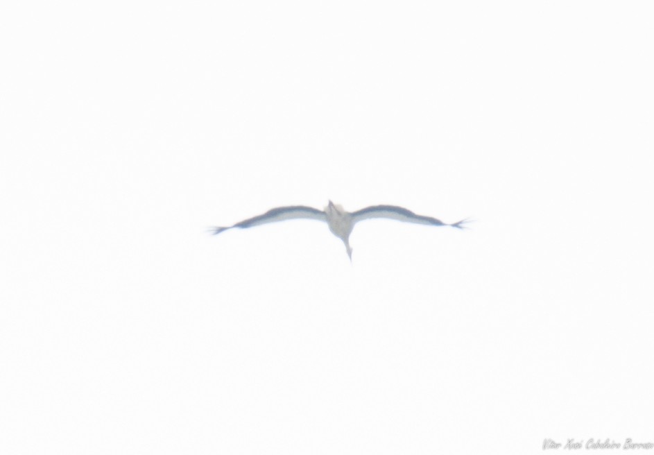 White Stork - ML606240911