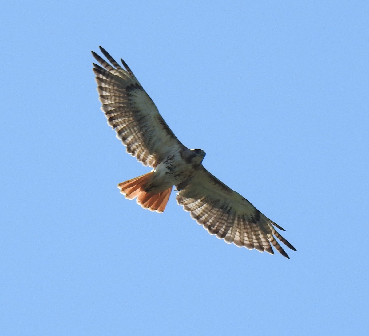 Red-tailed Hawk - ML606245751