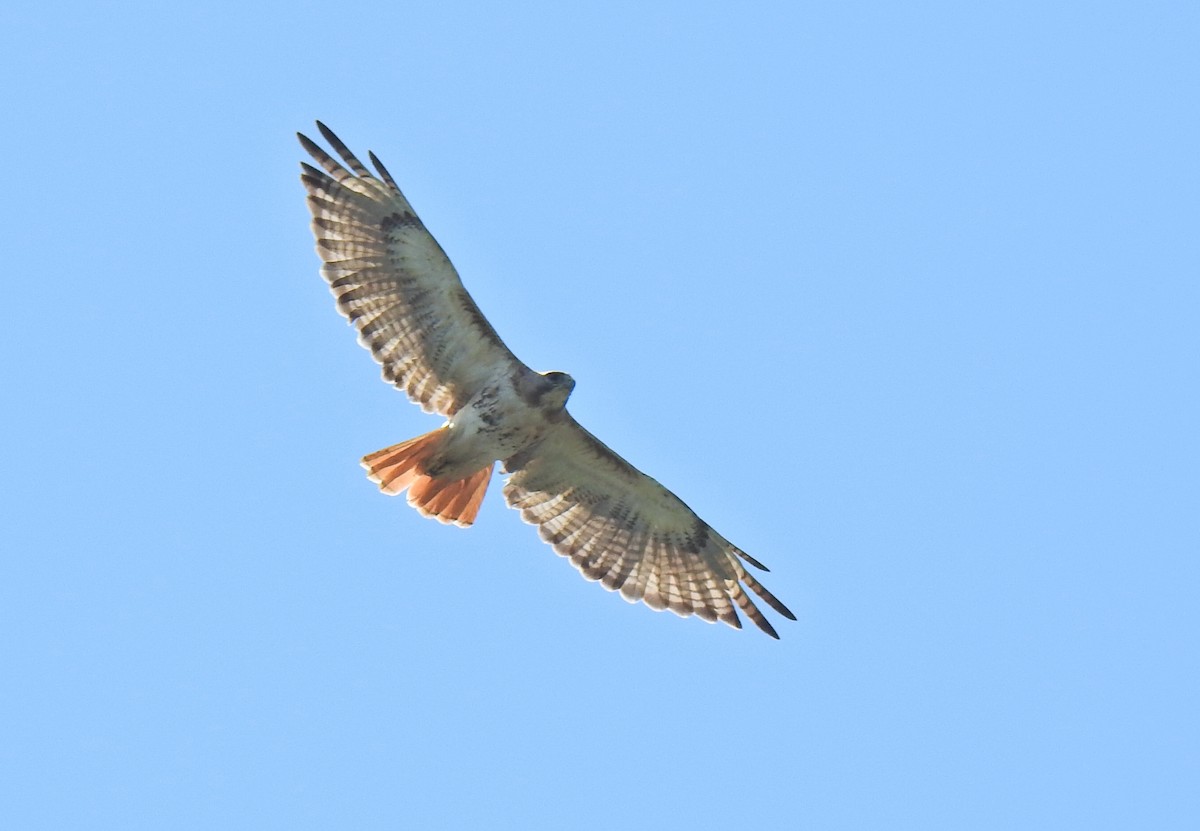 Red-tailed Hawk - ML606245811