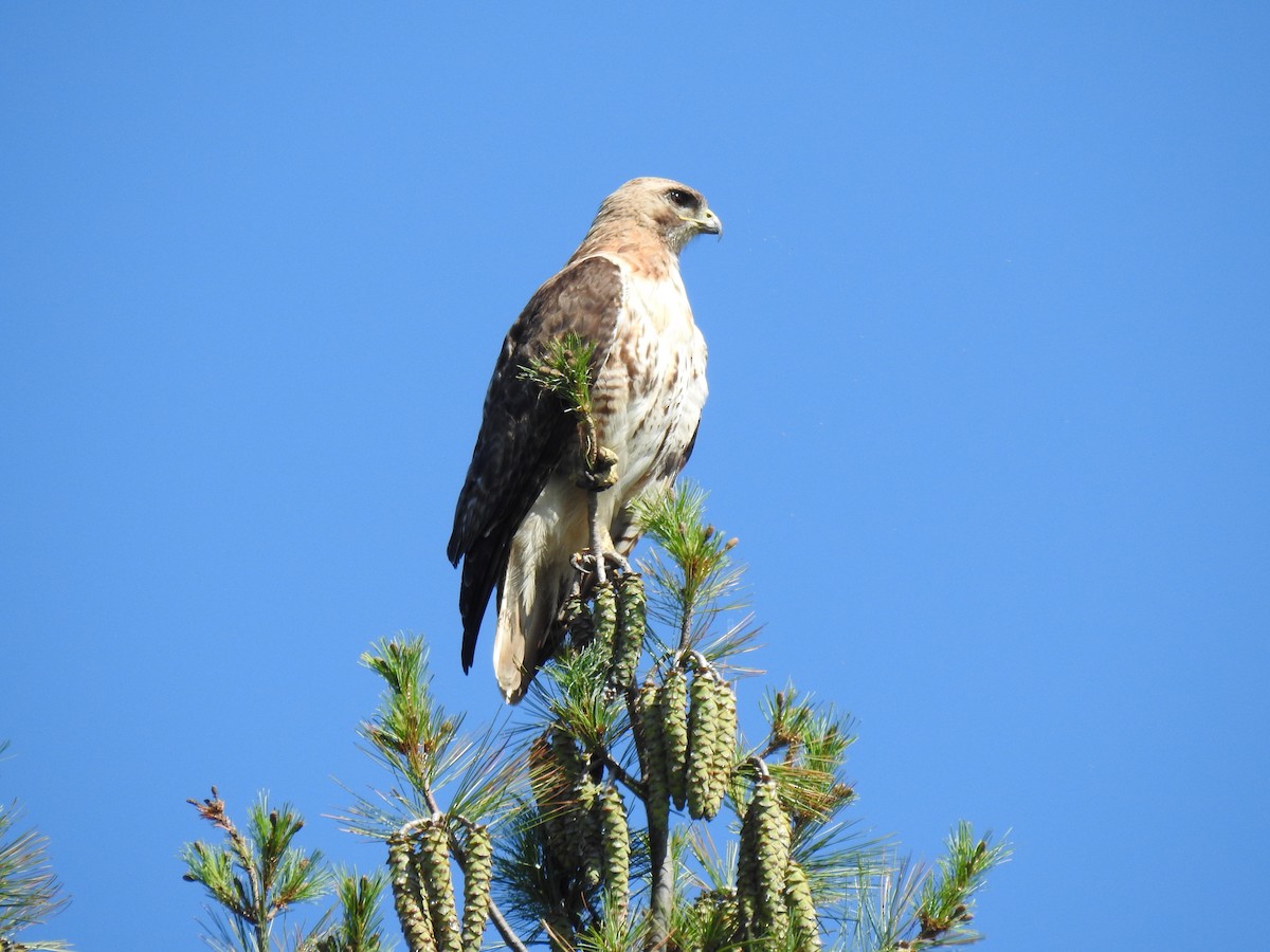 Red-tailed Hawk - ML606246021