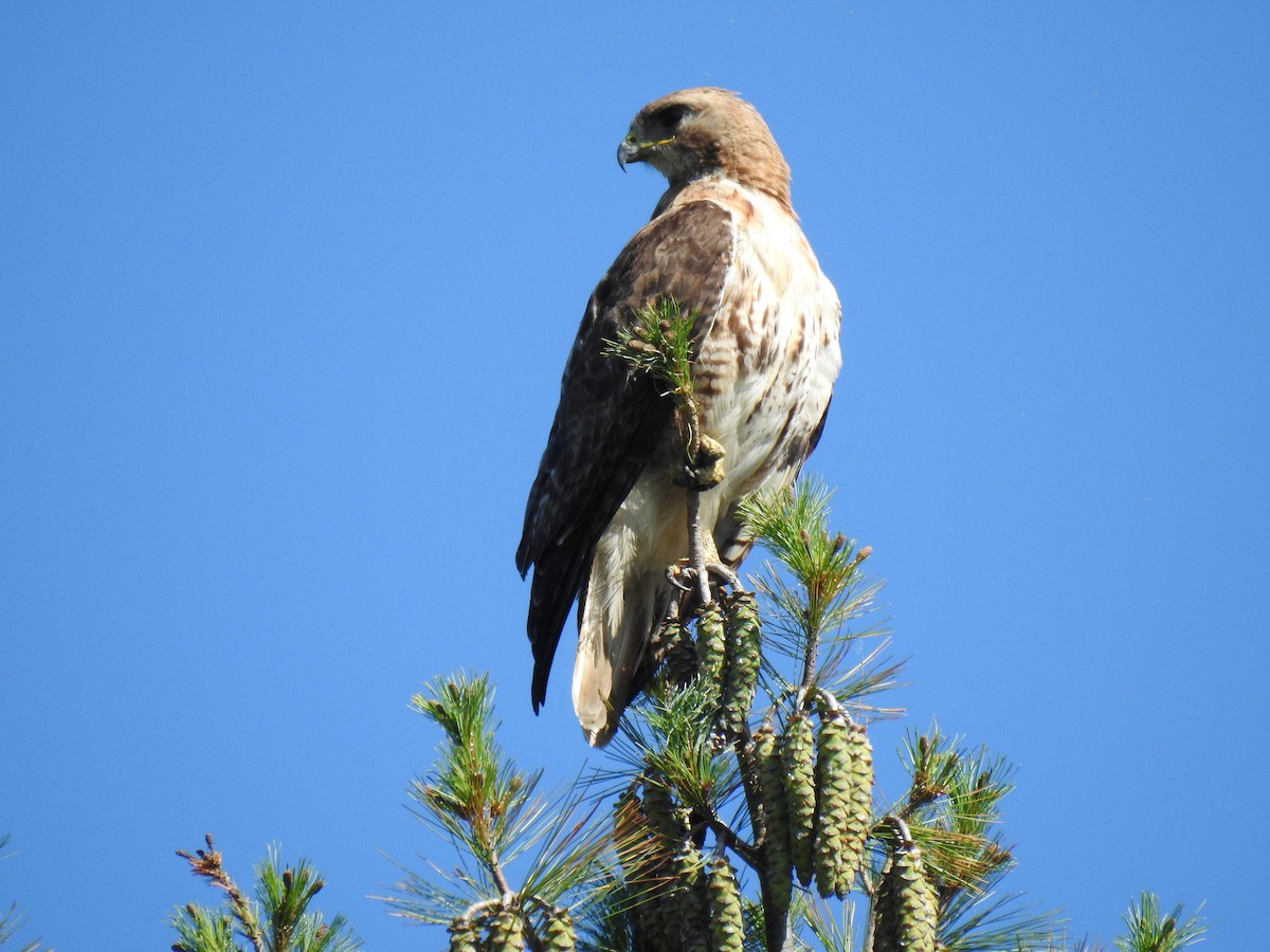 Red-tailed Hawk - ML606246091