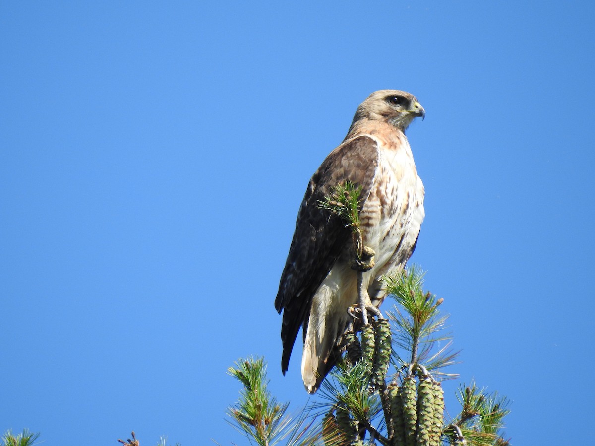 Red-tailed Hawk - ML606246241