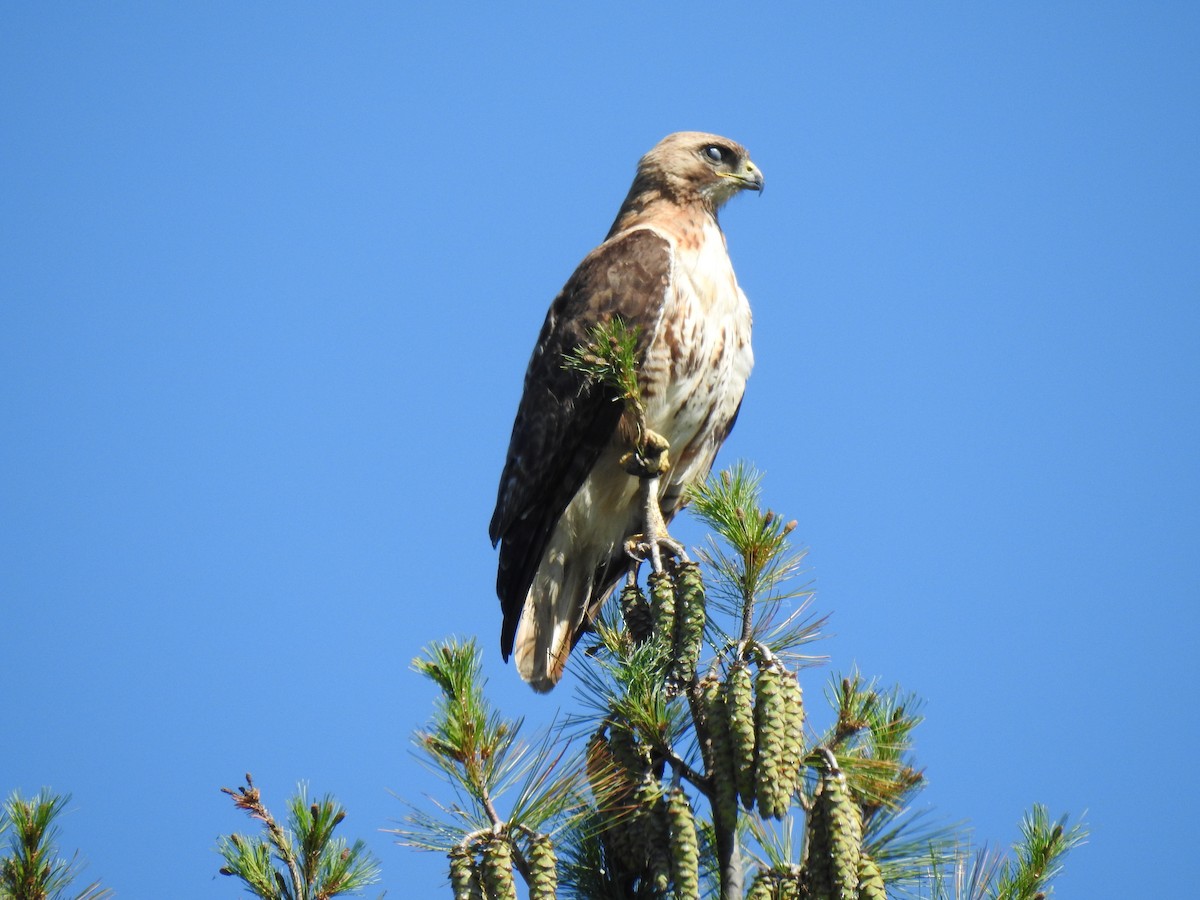 Red-tailed Hawk - ML606246421