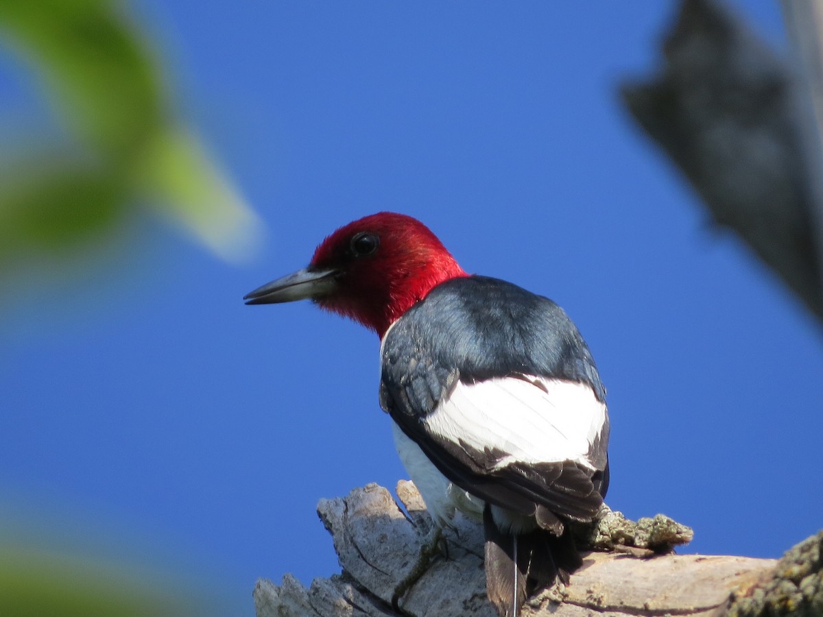 Red-headed Woodpecker - ML60624851