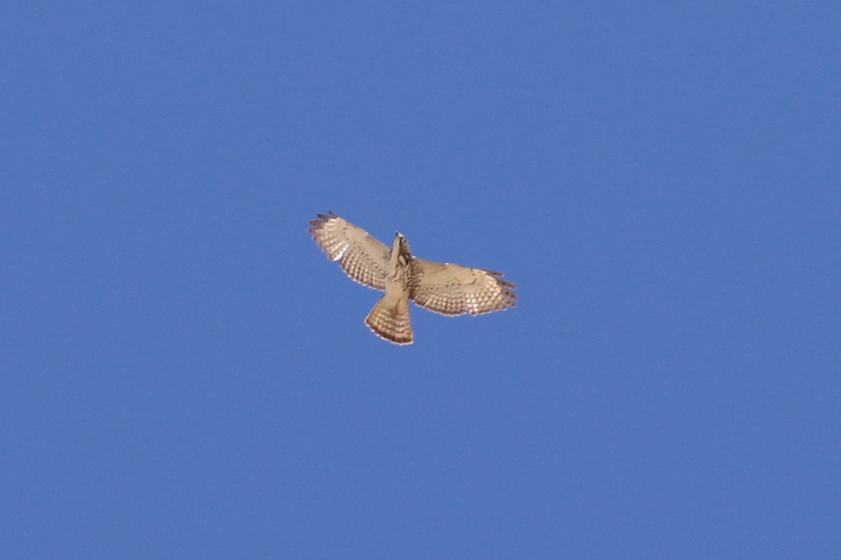 Broad-winged Hawk - ML60624891