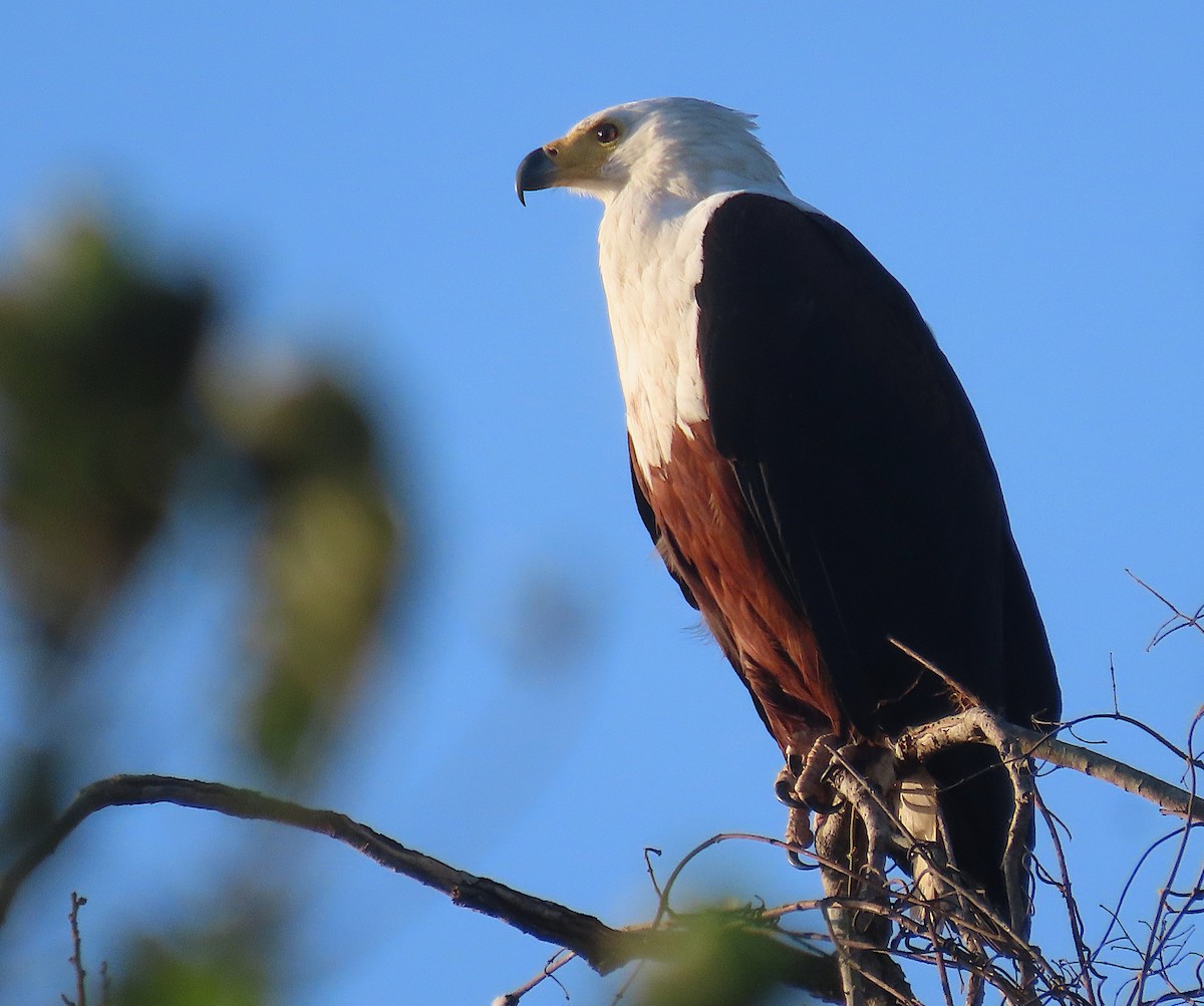 African Fish-Eagle - ML606253191