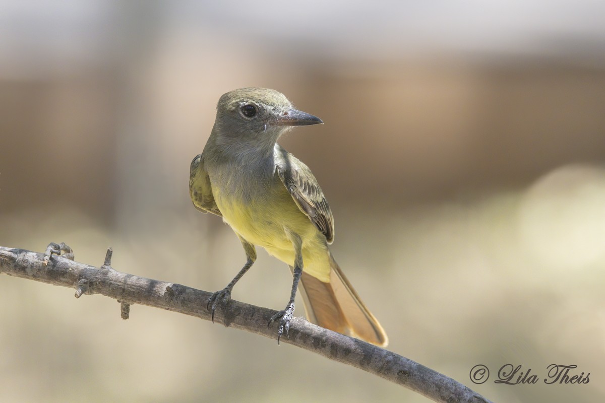 Great Crested Flycatcher - ML606253591