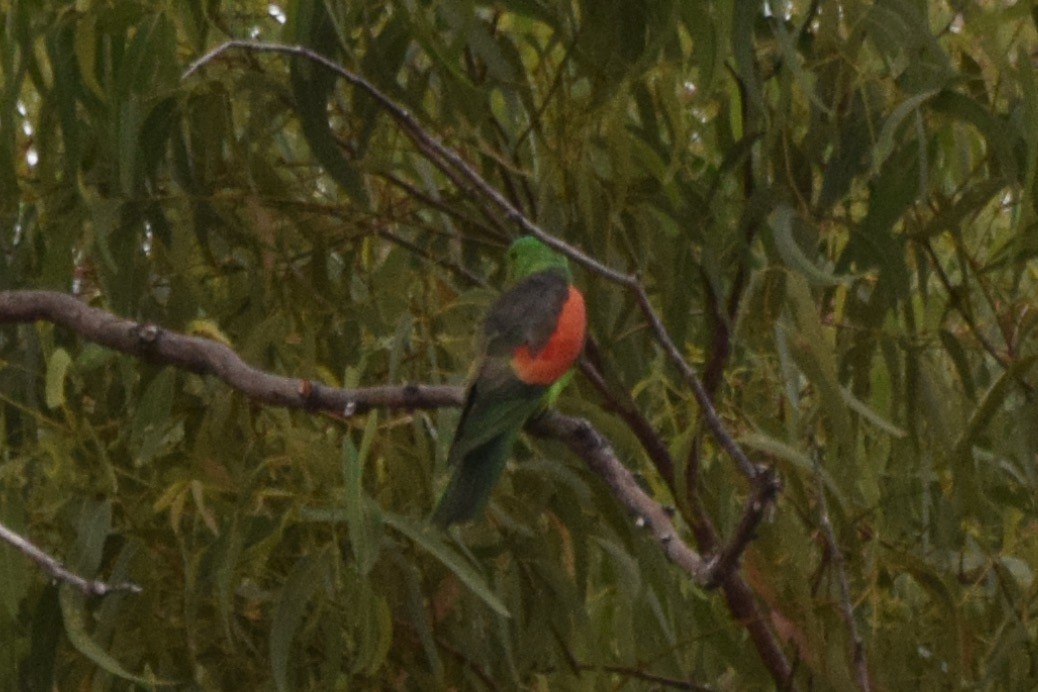 Red-winged Parrot - ML606261141