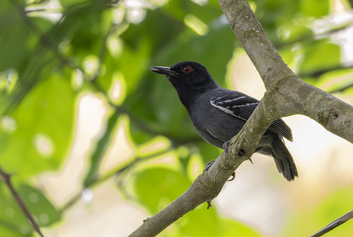 Black-tailed Antbird - ML606261451