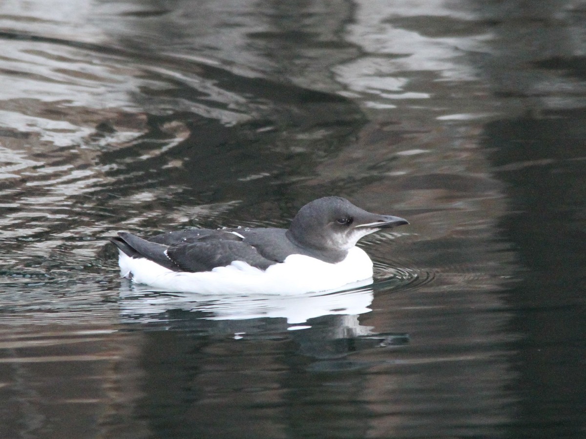 Thick-billed Murre - ML606263021
