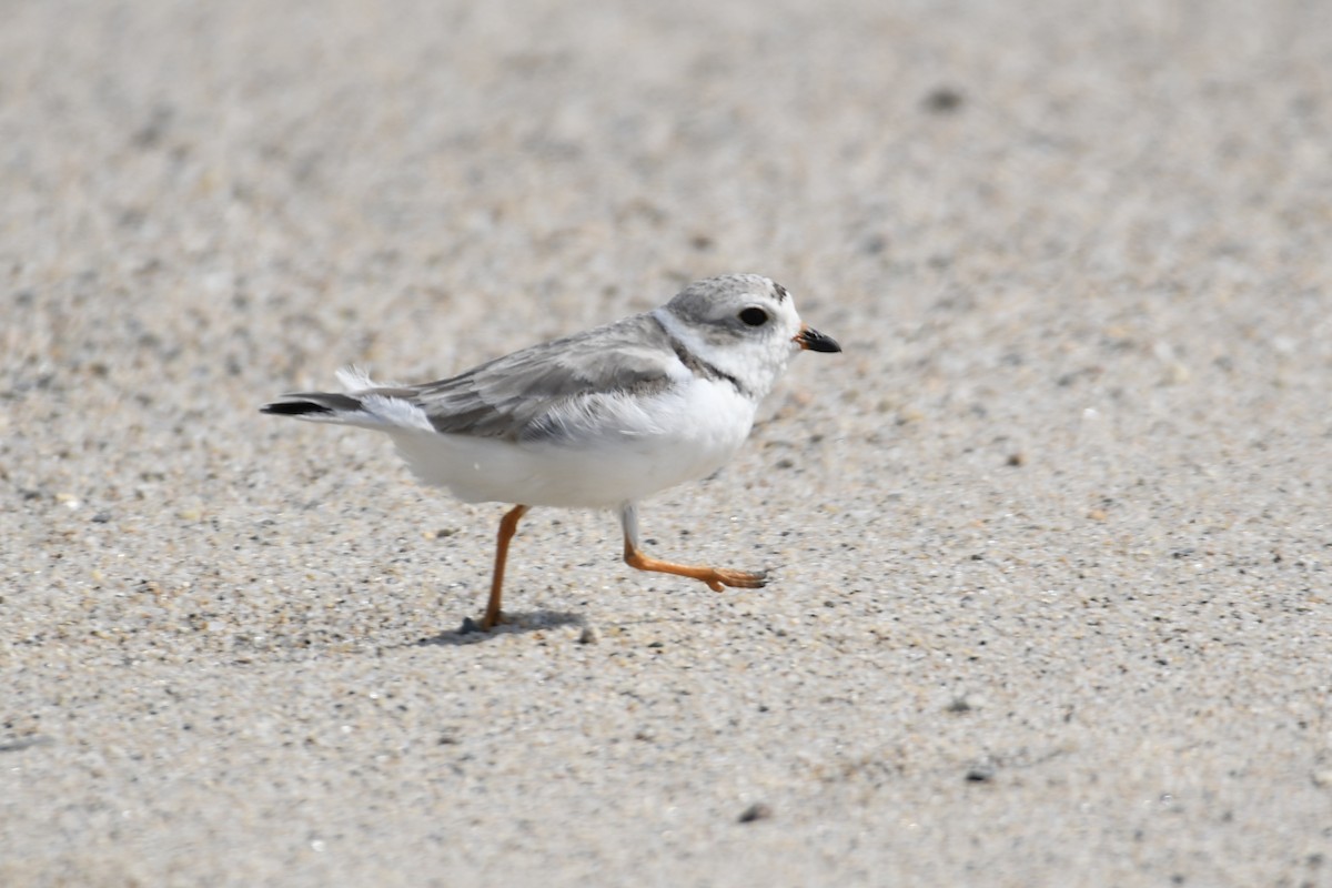 Piping Plover - ML606265141