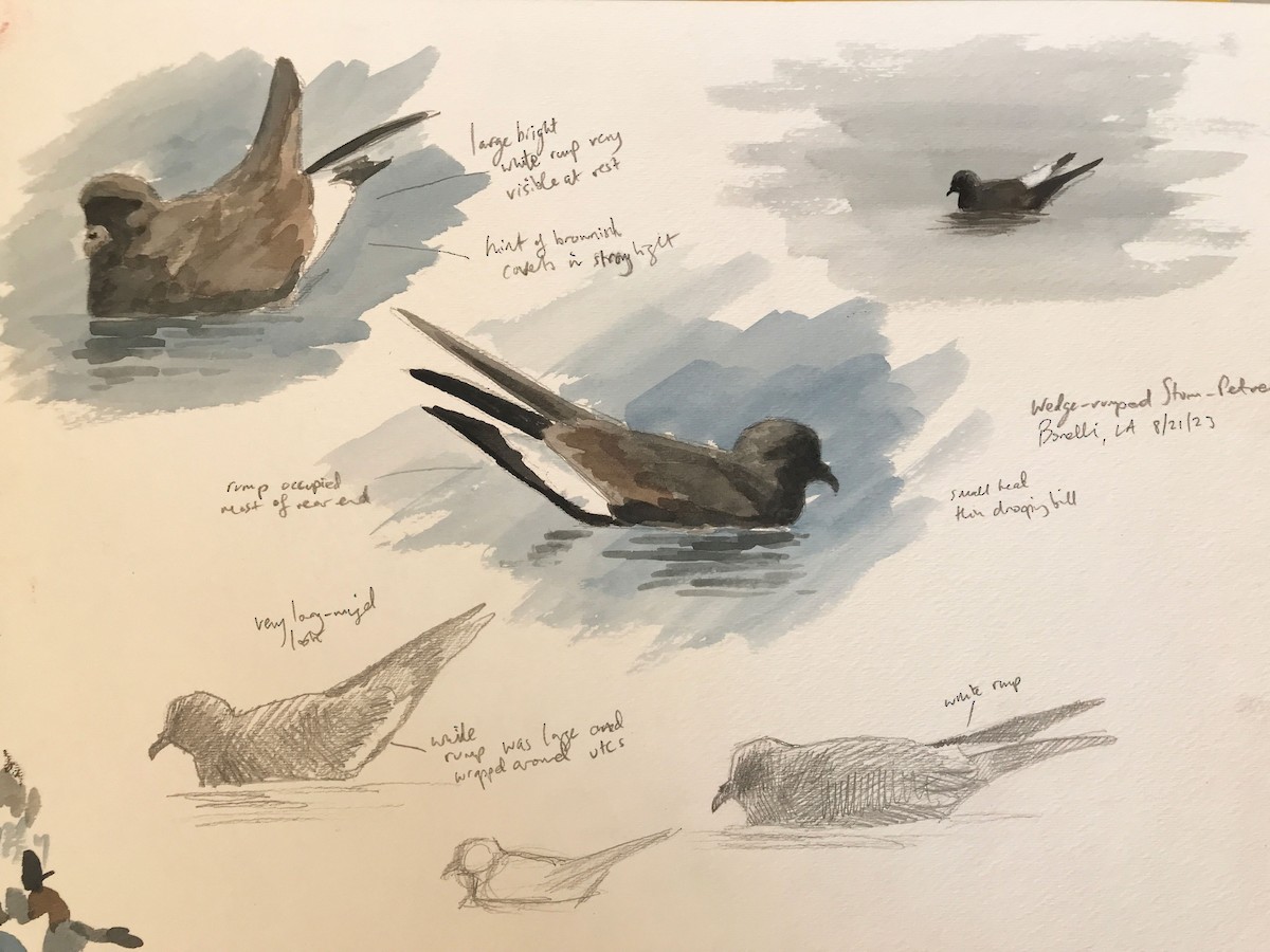 Wedge-rumped Storm-Petrel - ML606268001