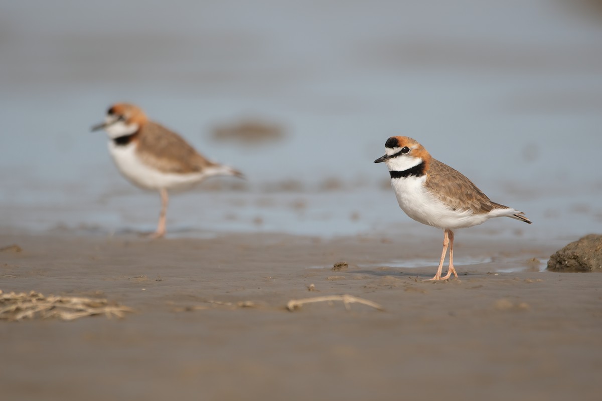 Collared Plover - ML606268371