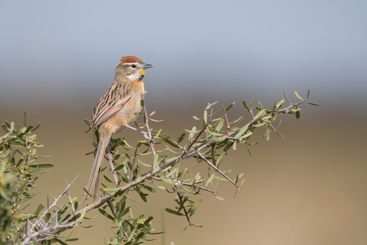 Chotoy Spinetail - ML606269101