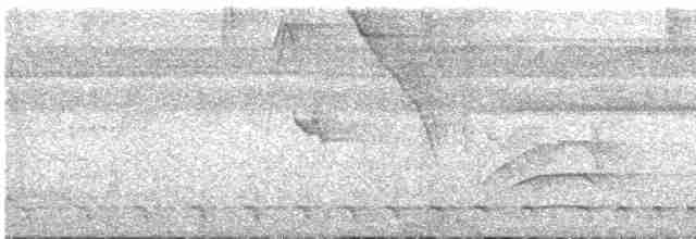 Trogon de Baird - ML606269691