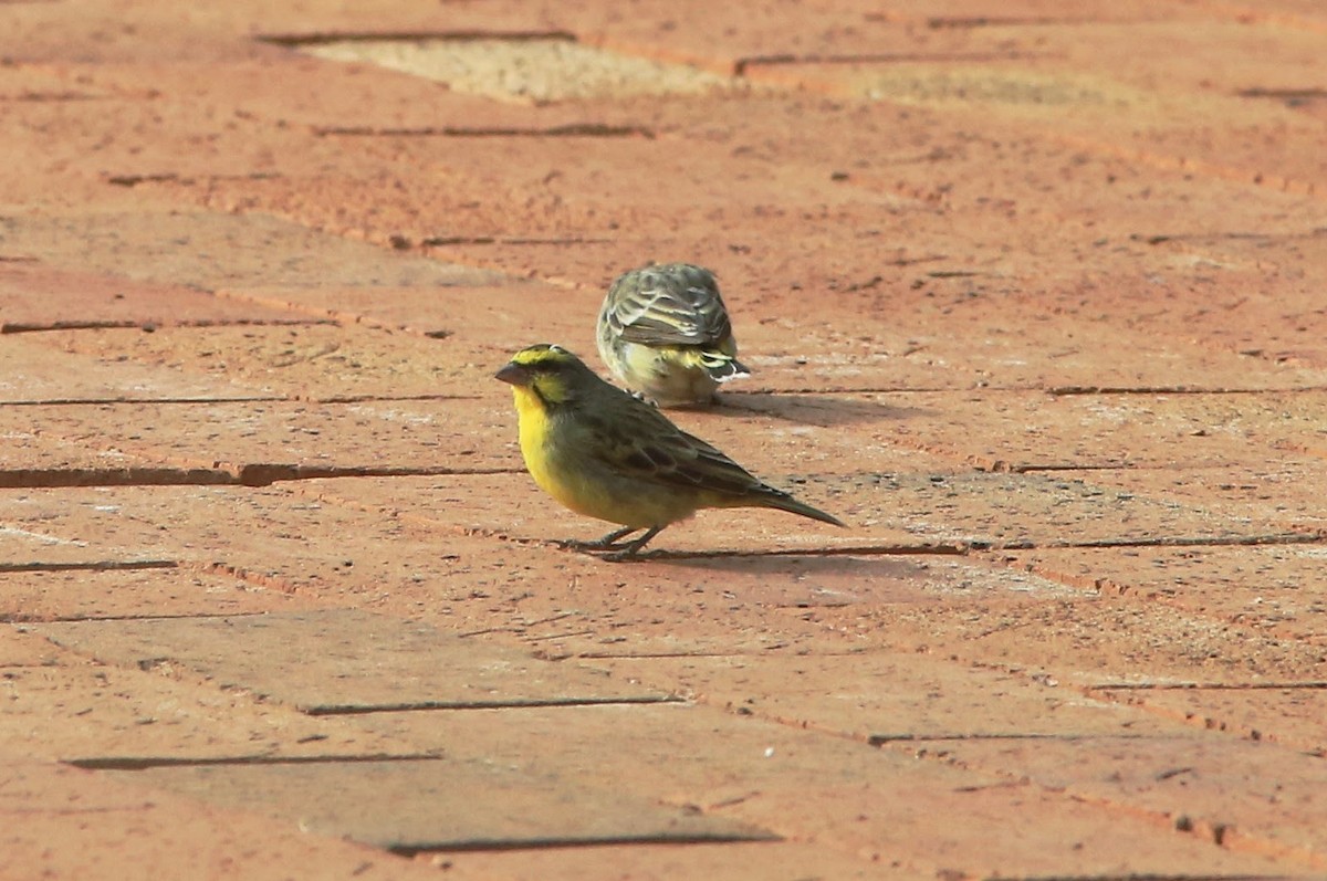 Yellow-fronted Canary - ML60627101