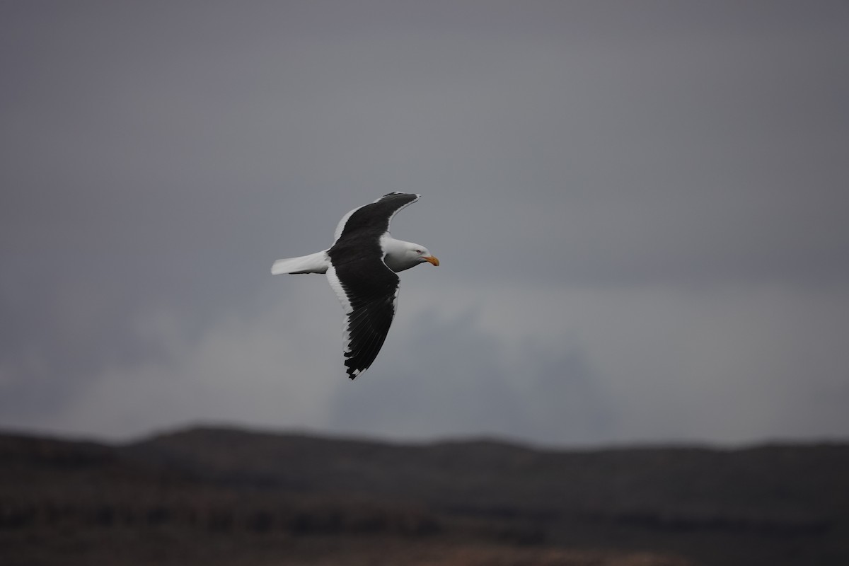 Kelp Gull (judithae) - Vincent PERRIN