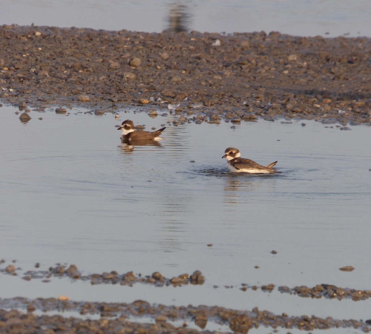 Semipalmated Plover - ML606284701