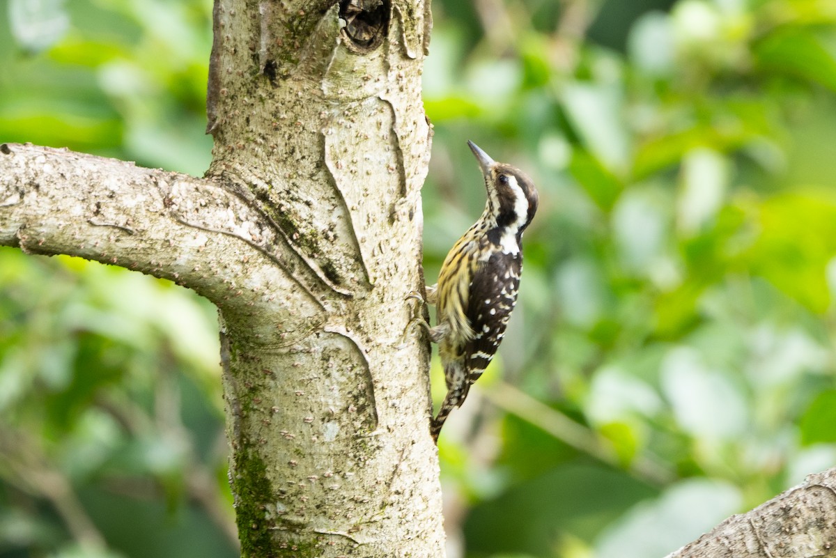 Philippine Pygmy Woodpecker - ML606292061
