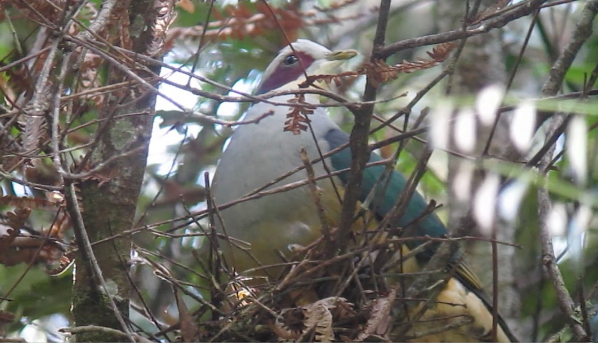 Red-eared Fruit-Dove (Red-eared) - ML606292261