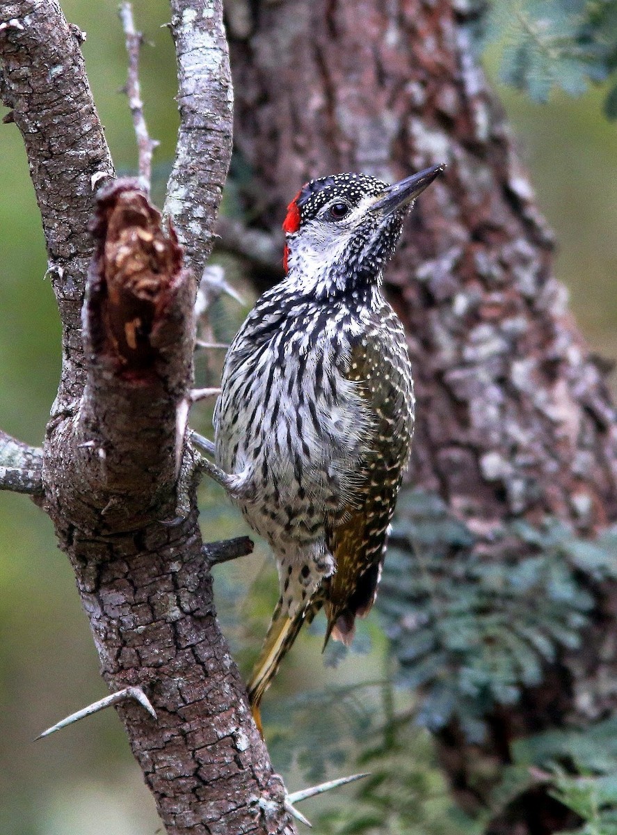 Golden-tailed Woodpecker - ML60629481