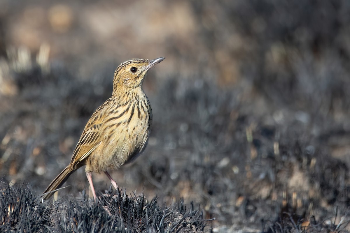 Ochre-breasted Pipit - ML606297091