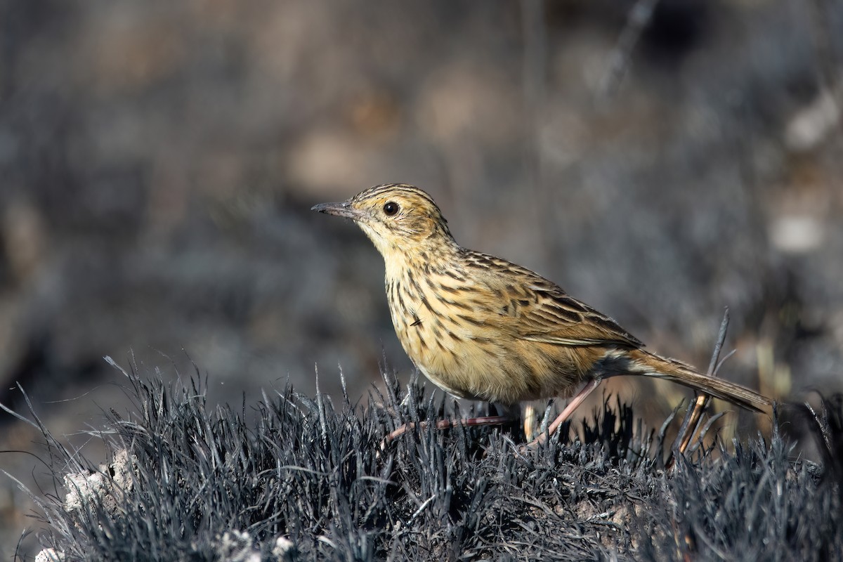 Ochre-breasted Pipit - ML606297101